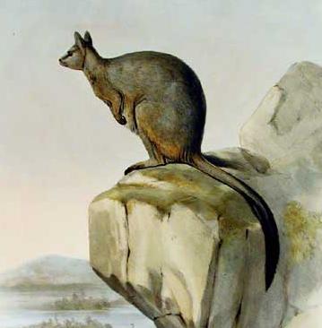 The average litter size of a Unadorned rock-wallaby is 1