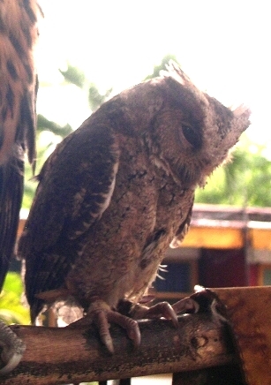 File:Philippine Scops Owl Otus megalotis.jpg