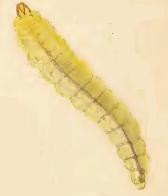 Larva Phyllonorycter lantanella larva.JPG