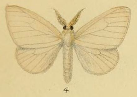 Leucoma luteipes