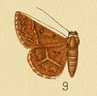 <i>Lithacodia metachrysa</i> Species of moth