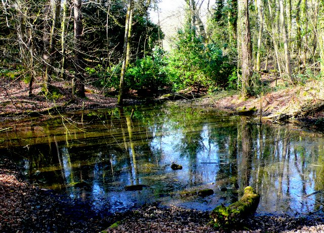 File:Pond in the woods - geograph.org.uk - 1218918.jpg