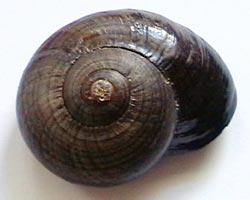 Payl:Powelliphanta shell.jpg