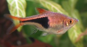 File:Rasbora.jpg