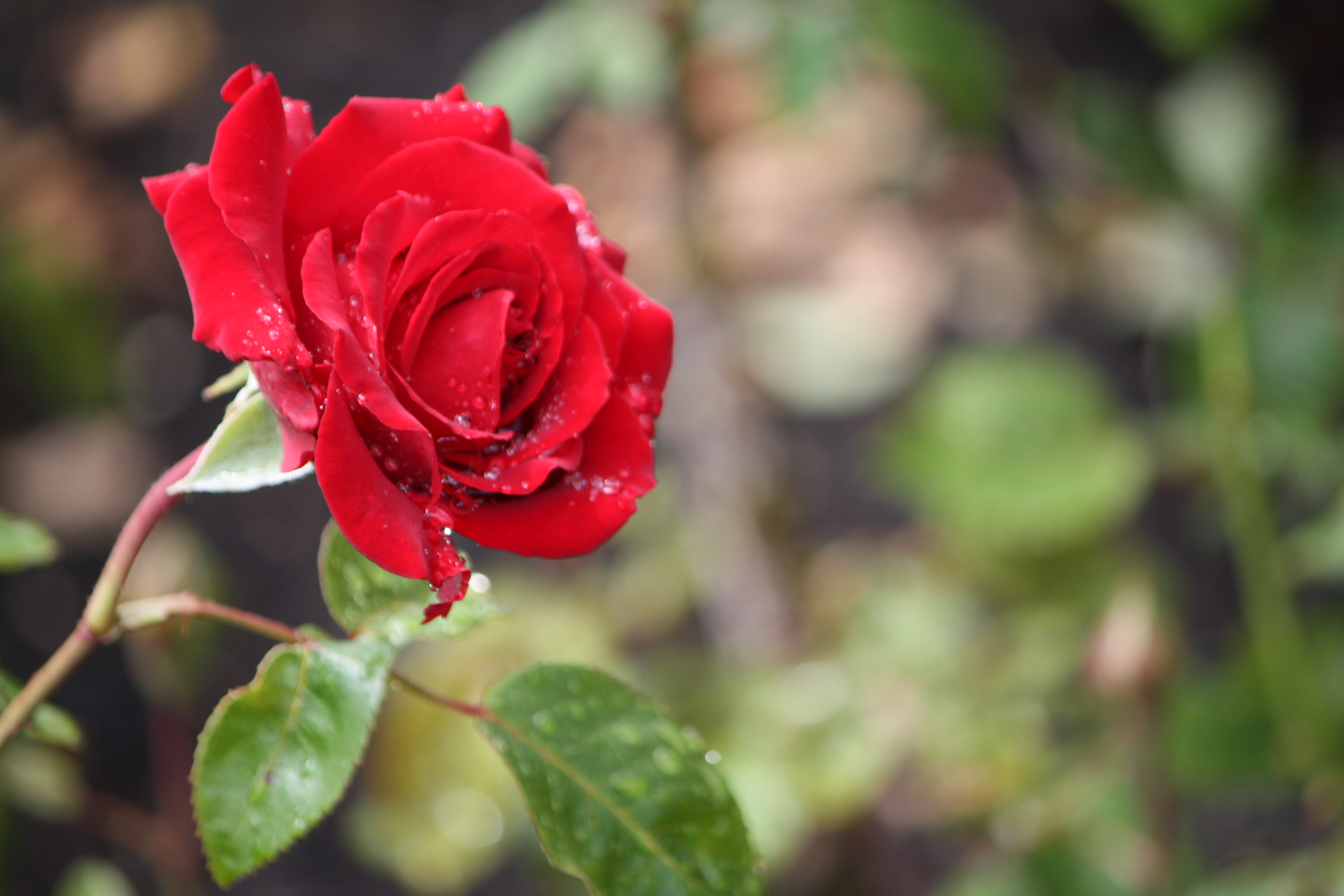 A Red, Red Rose Essay