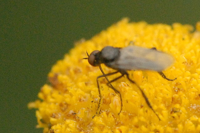 File:Rhamphomyia.variabilis.jpg