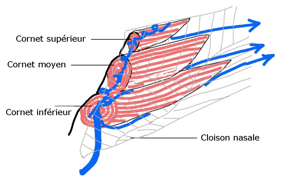 Syndrome du nez vide — Wikipédia