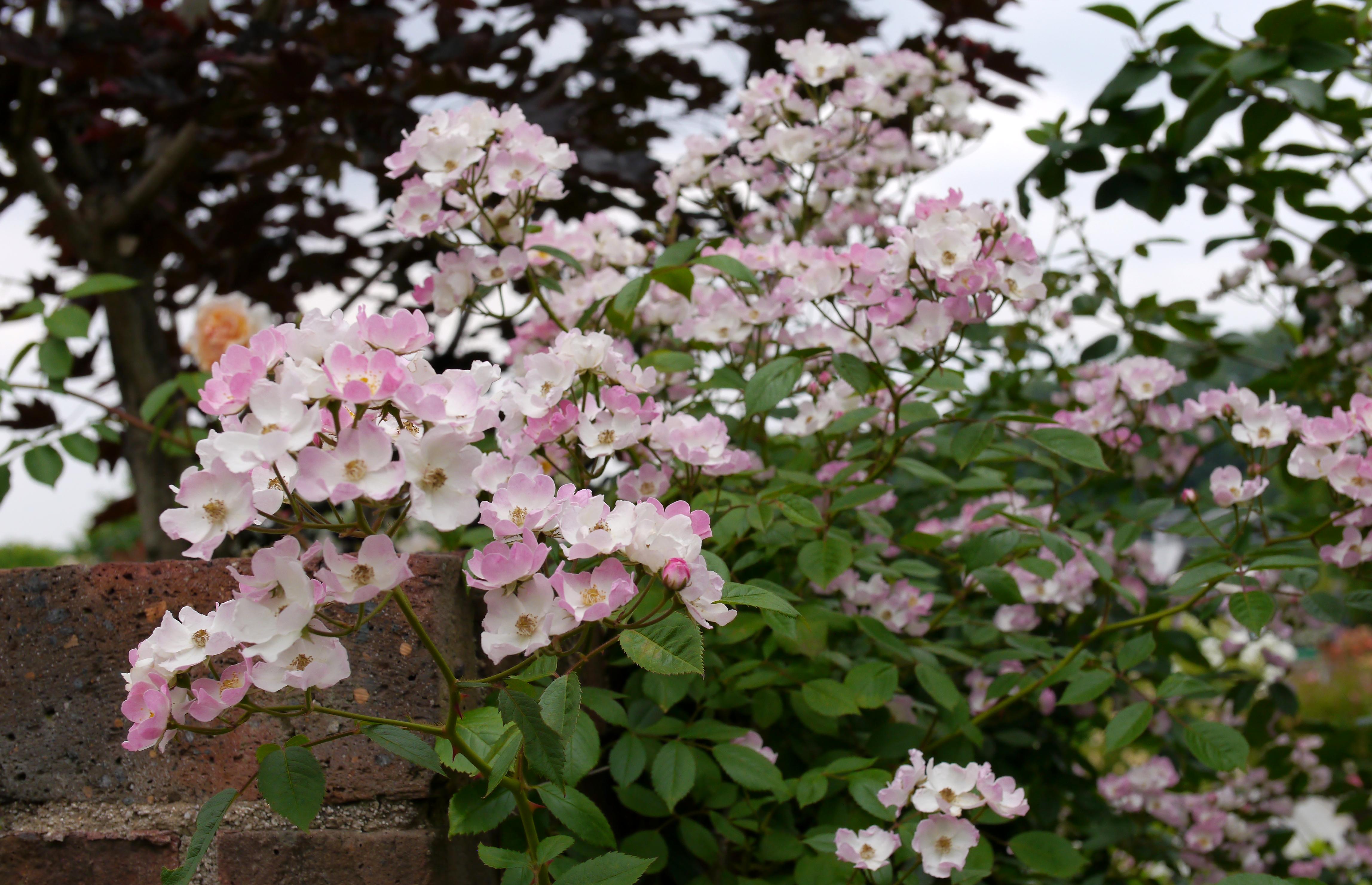 File Rose Ballerina バラ バレリーナ Jpg Wikimedia Commons