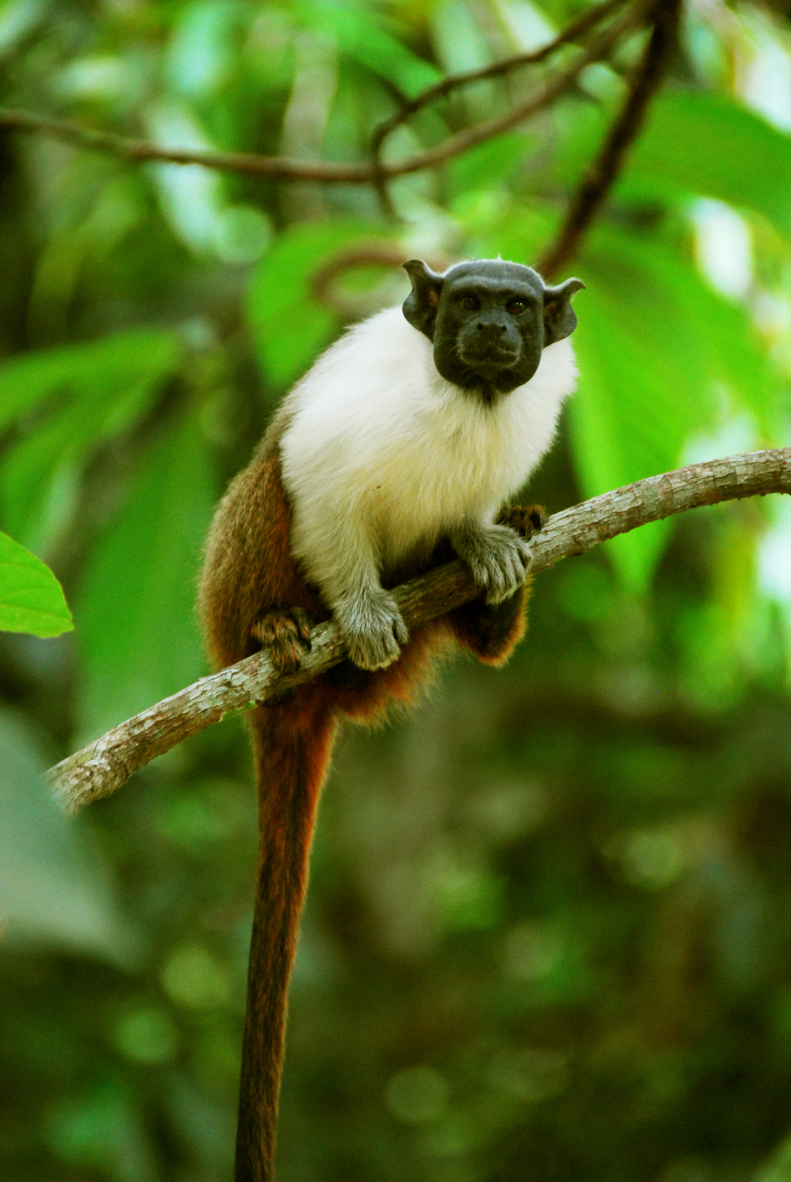 File:Macaco Sagui.jpg - Wikimedia Commons