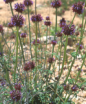 California Chia (Salvia columbariae)