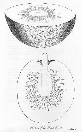 File:Sections of the Bread fruit - Project Gutenberg eText 15411.jpg