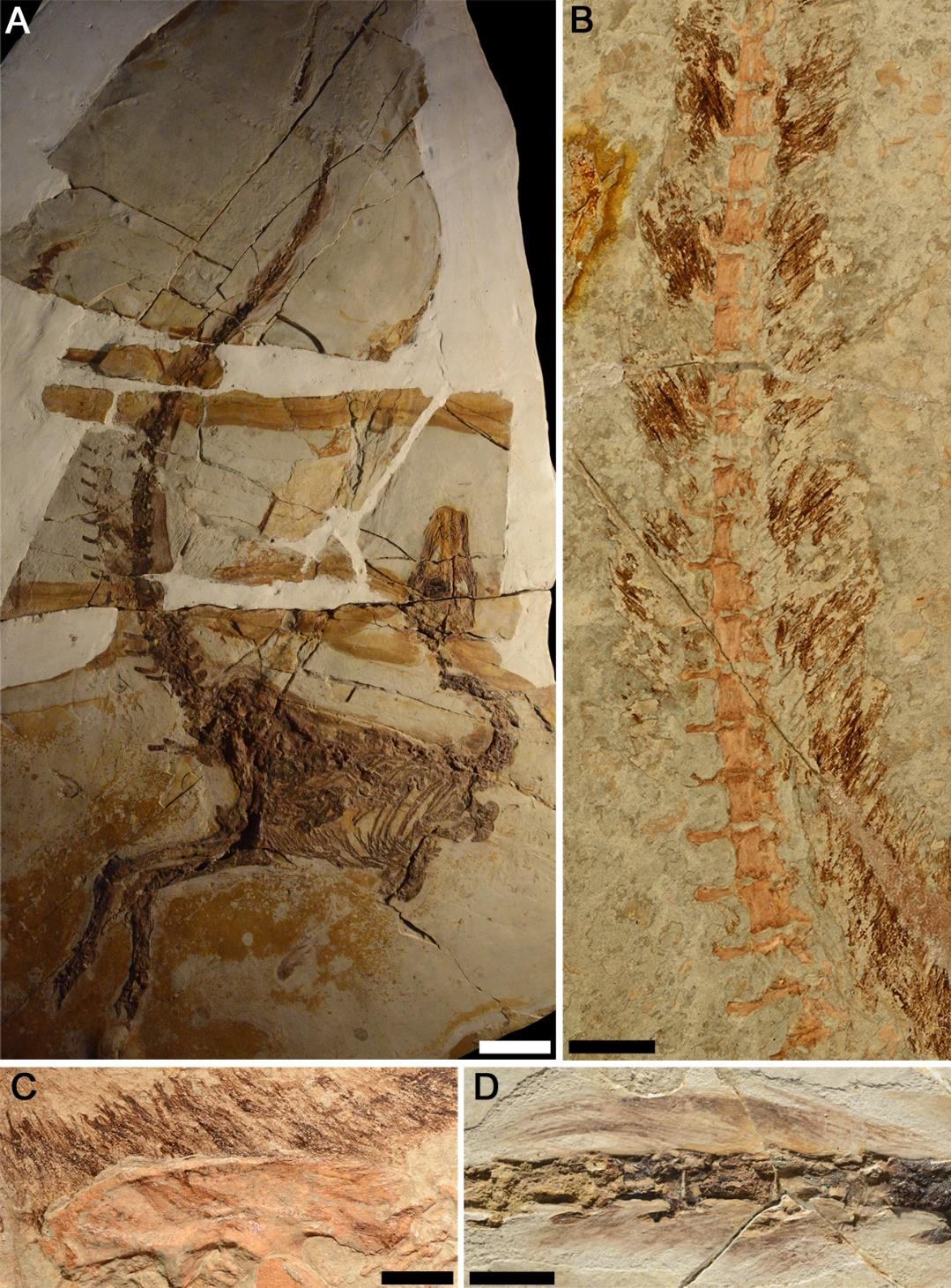 https://upload.wikimedia.org/wikipedia/commons/a/a7/Sinosauropteryx_plumage_fossils.jpg