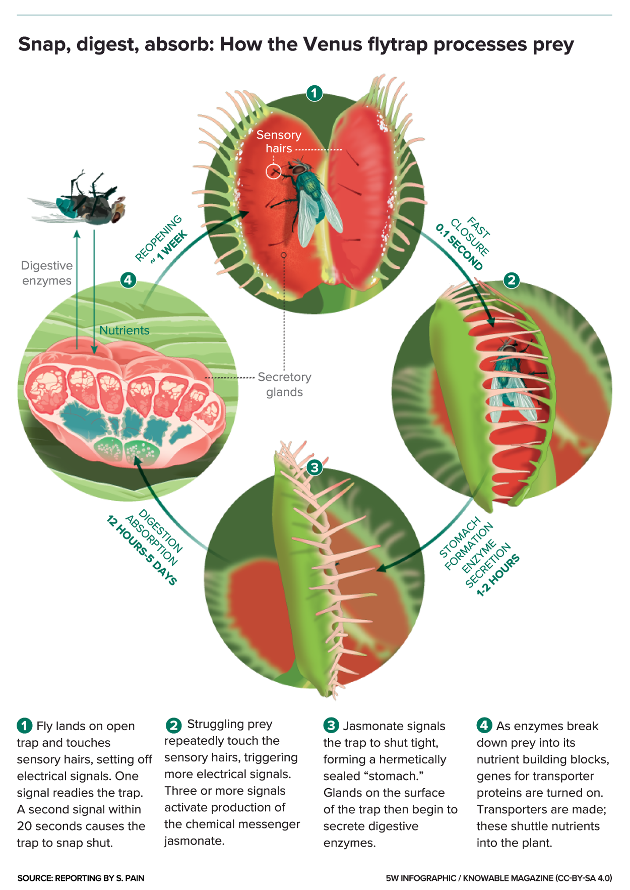 Venus flytrap: How does it work?