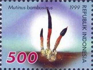 File:Stamp of Indonesia - 1999 - Colnect 254900 - Mushrooms - Mutinus bambusinus.jpeg