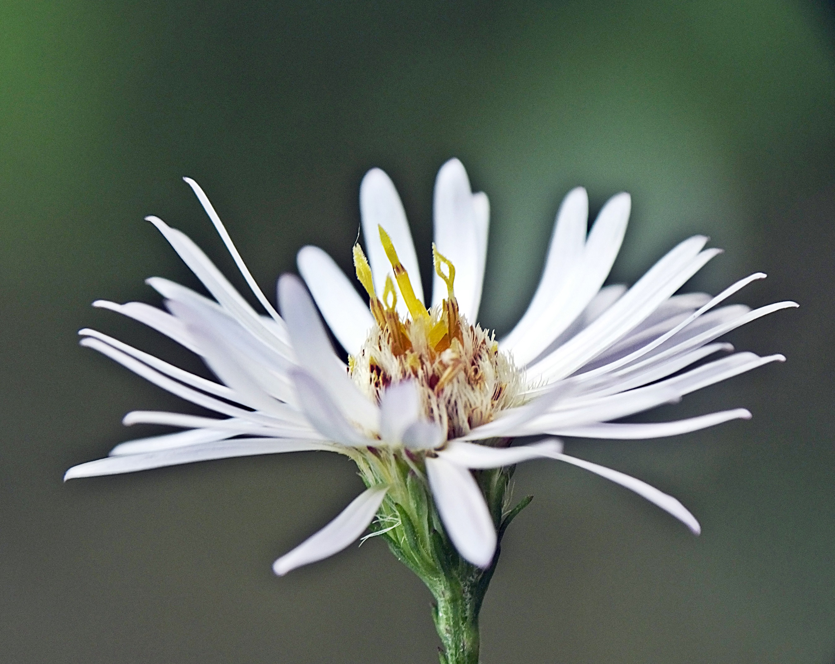 Flower 13. Symphyotrichum lanceolatum. Symphyotrichum puniceum. Symphyotrichum salignum.