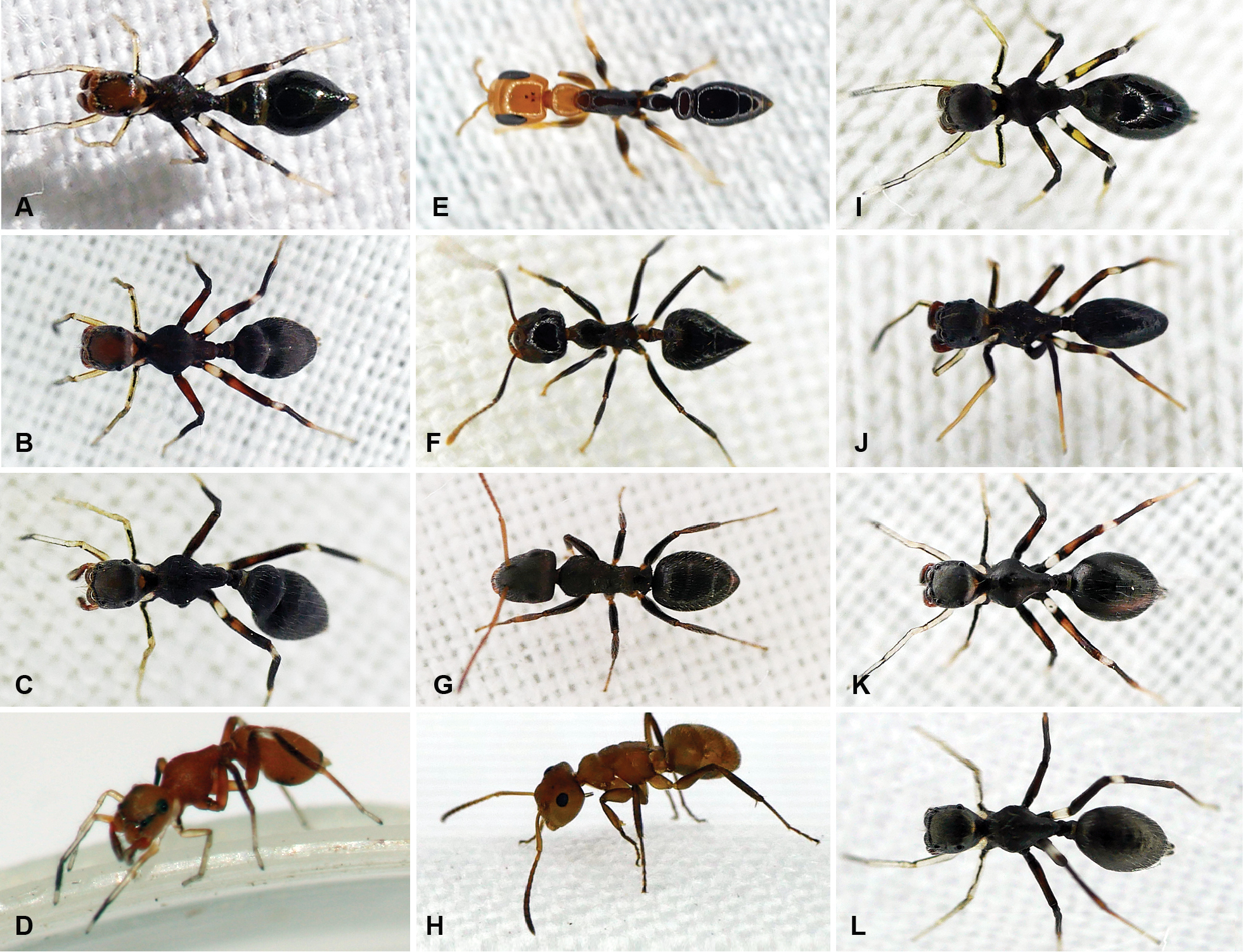 انواع النمل بالصور
