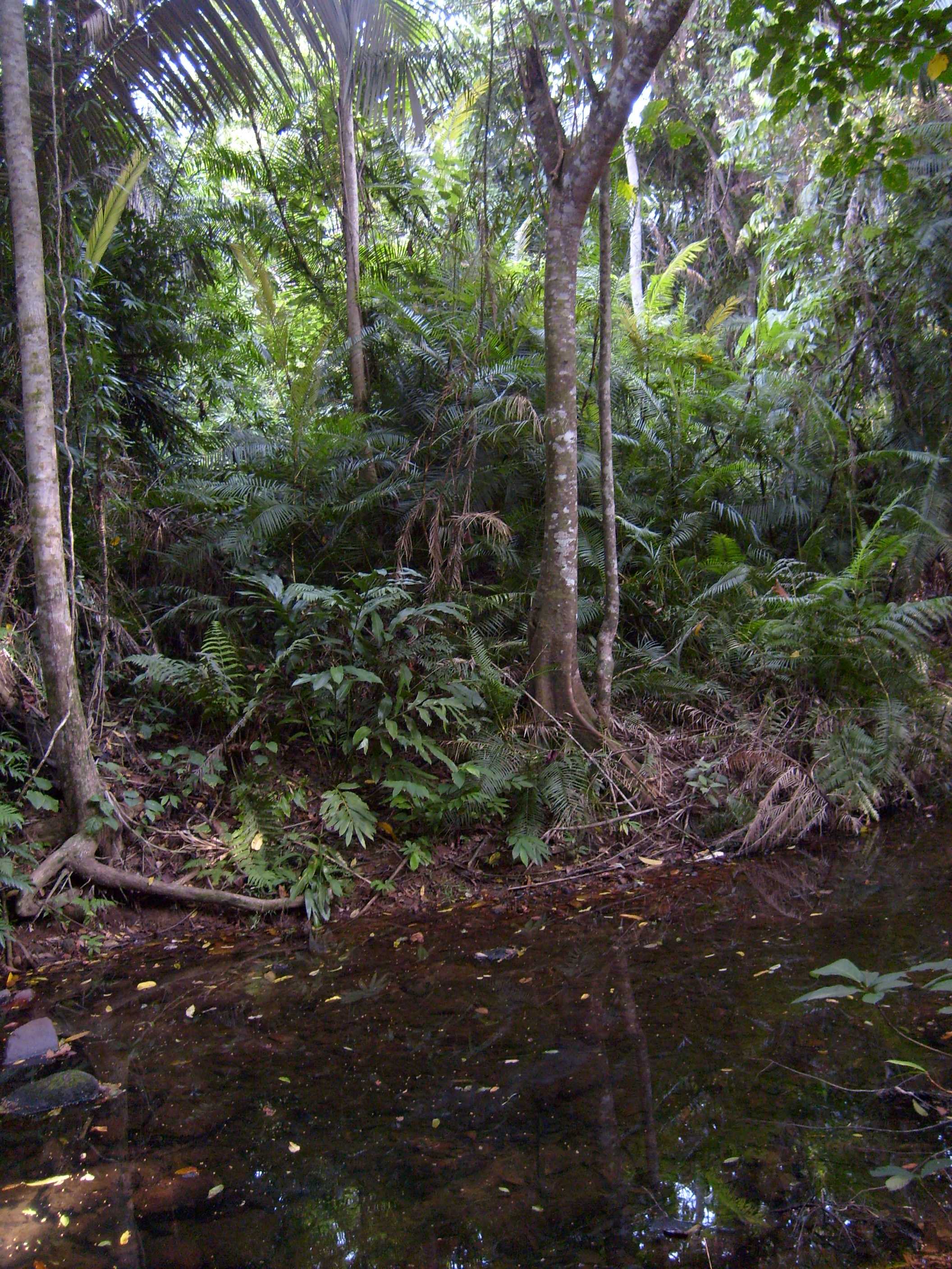 File:Tioman Rainforest.JPG - Wikimedia Commons