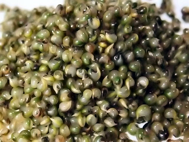 Tonburi Seed