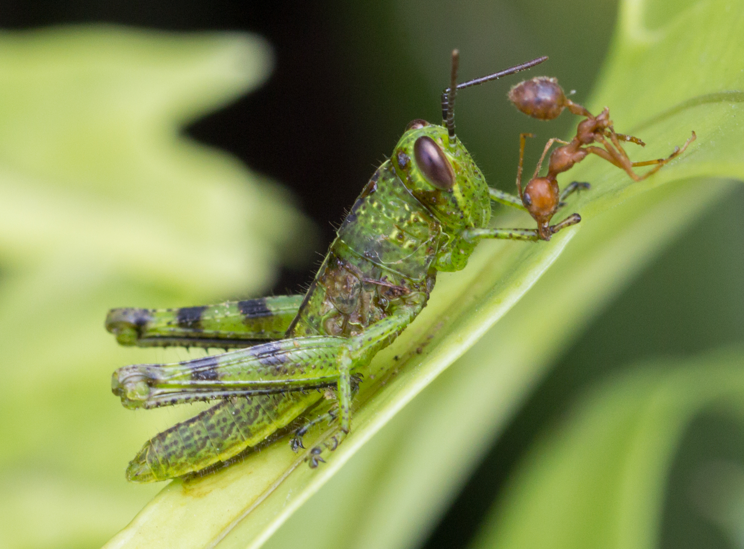 File:Unidentified grasshopper and unidentified ant, Taman Sari, Yogyakarta  01.jpg - Wikimedia Commons