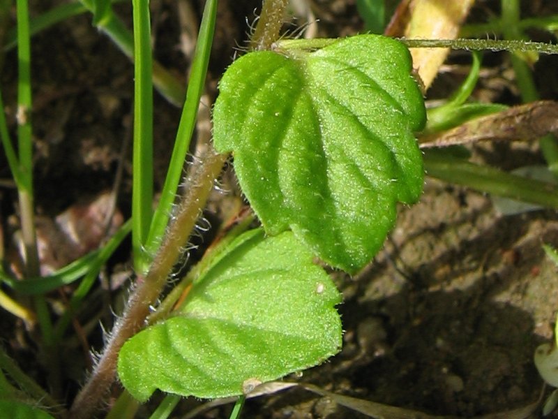 File:Veronica hederifolia blatt.jpeg