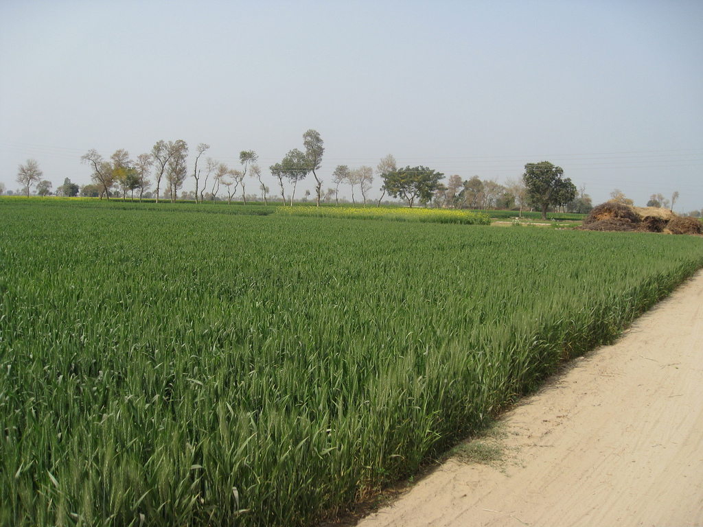 Wheat fields in Pakistan's Punjab province Credit: Ammarkh Wi]media