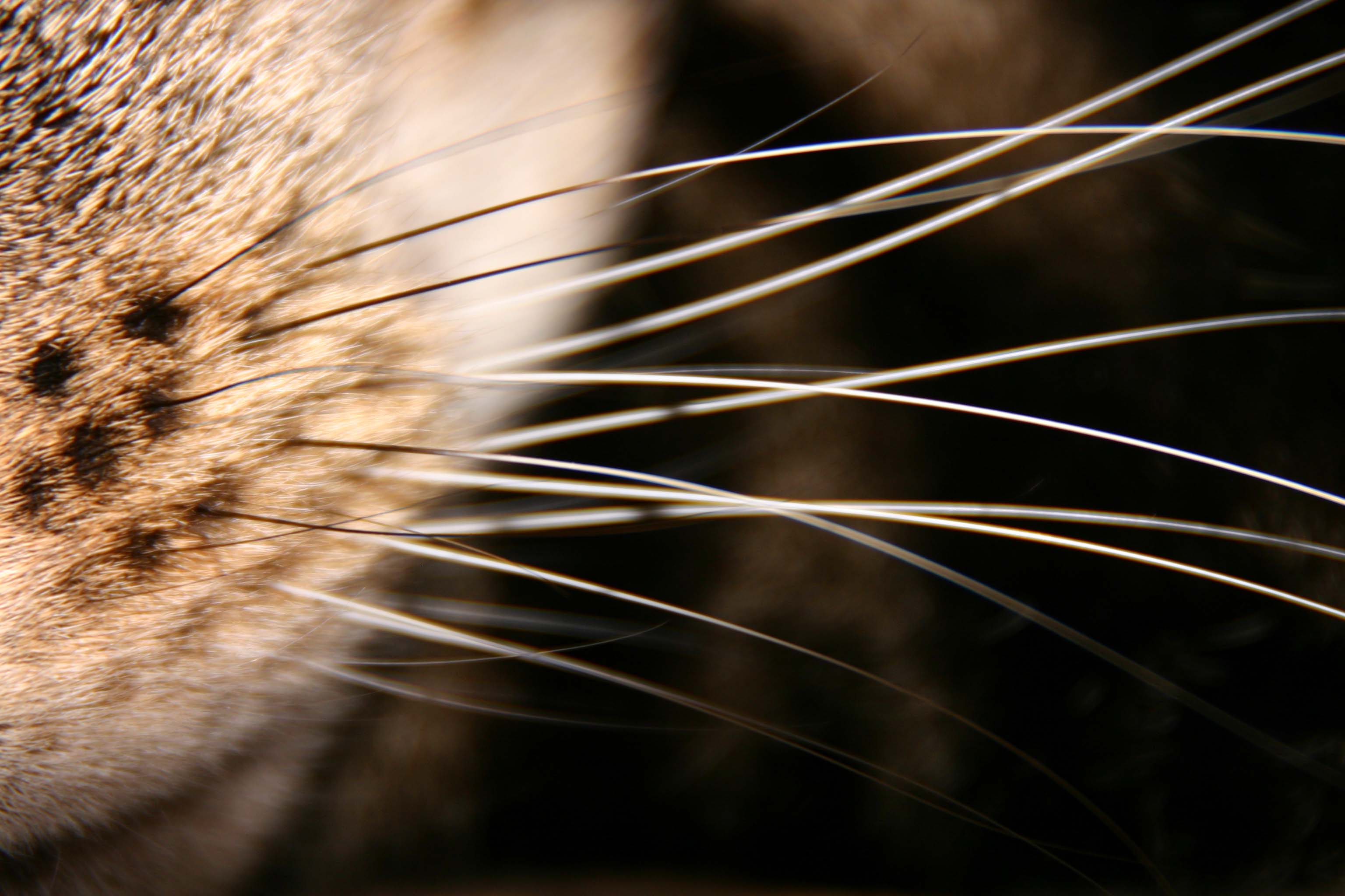 File:Felis silvestris catus lying on rice straw.jpg - Wikipedia