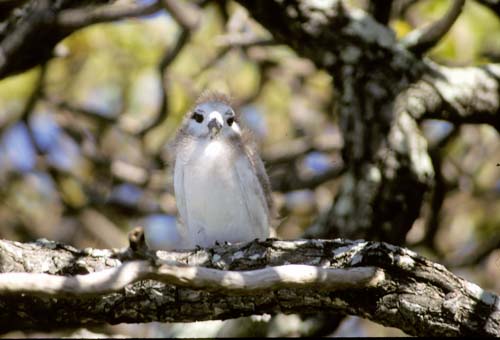 File:White Tern, Ducie Island.jpg