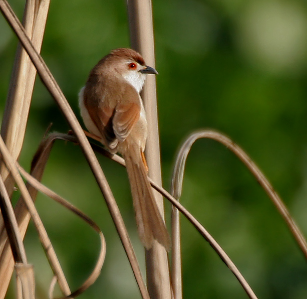 File:Yellow-eyed Babbler (Chrysomma sinense) in Hodal W IMG 6229.jpg