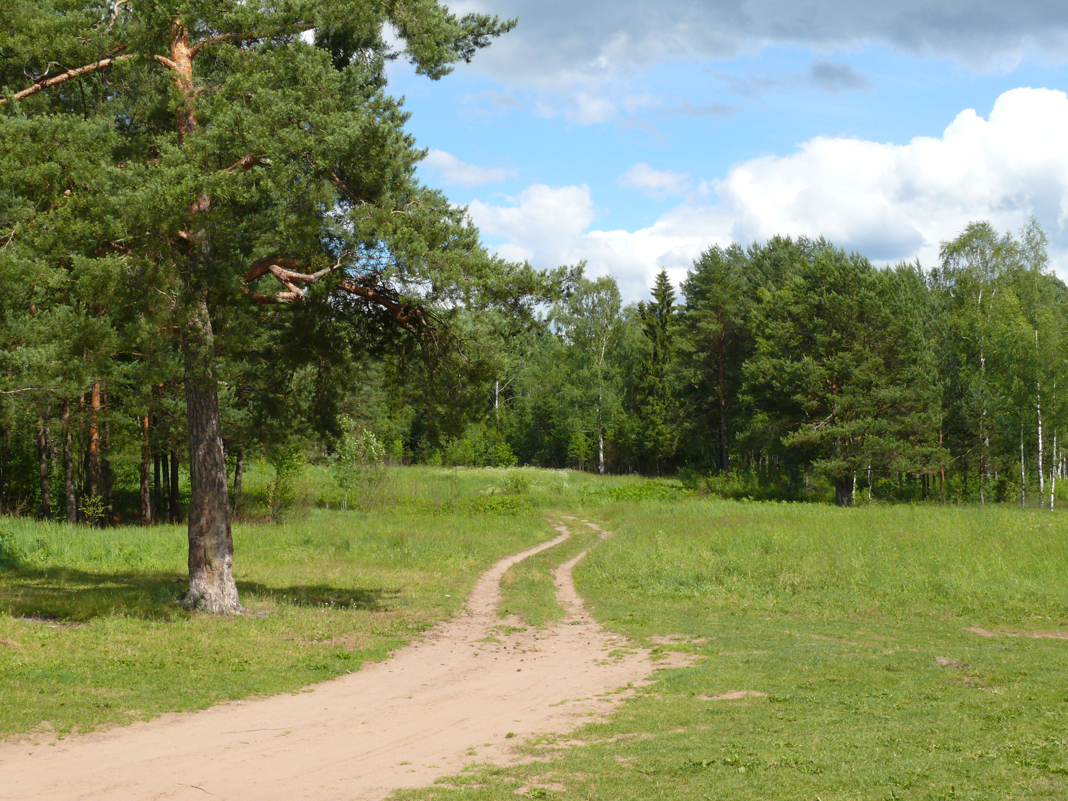 Борки новгородская область