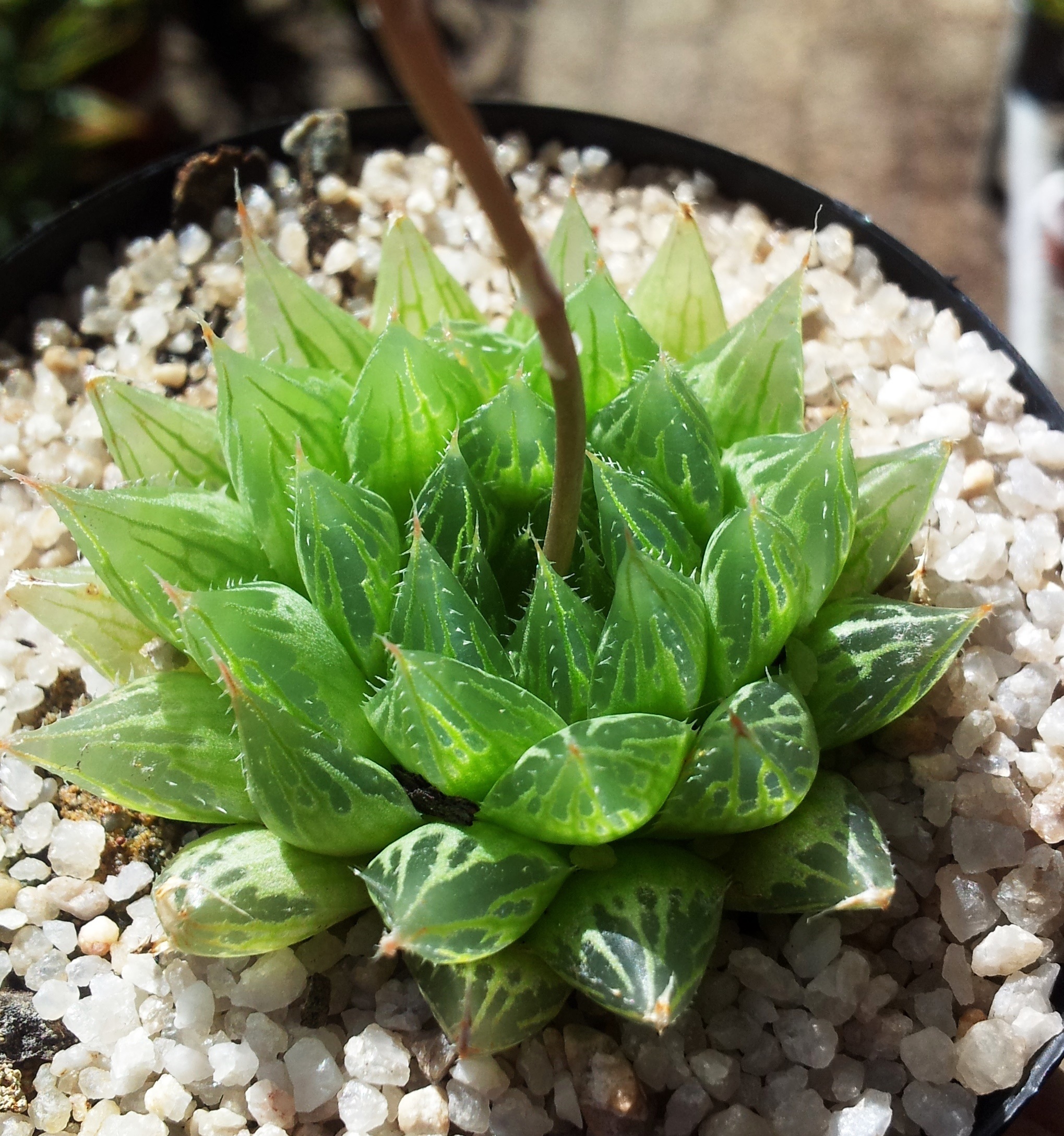 Live succulent plant | Haworthia cooperi var. venusta (C. L. Scott)  M.B.Bayer