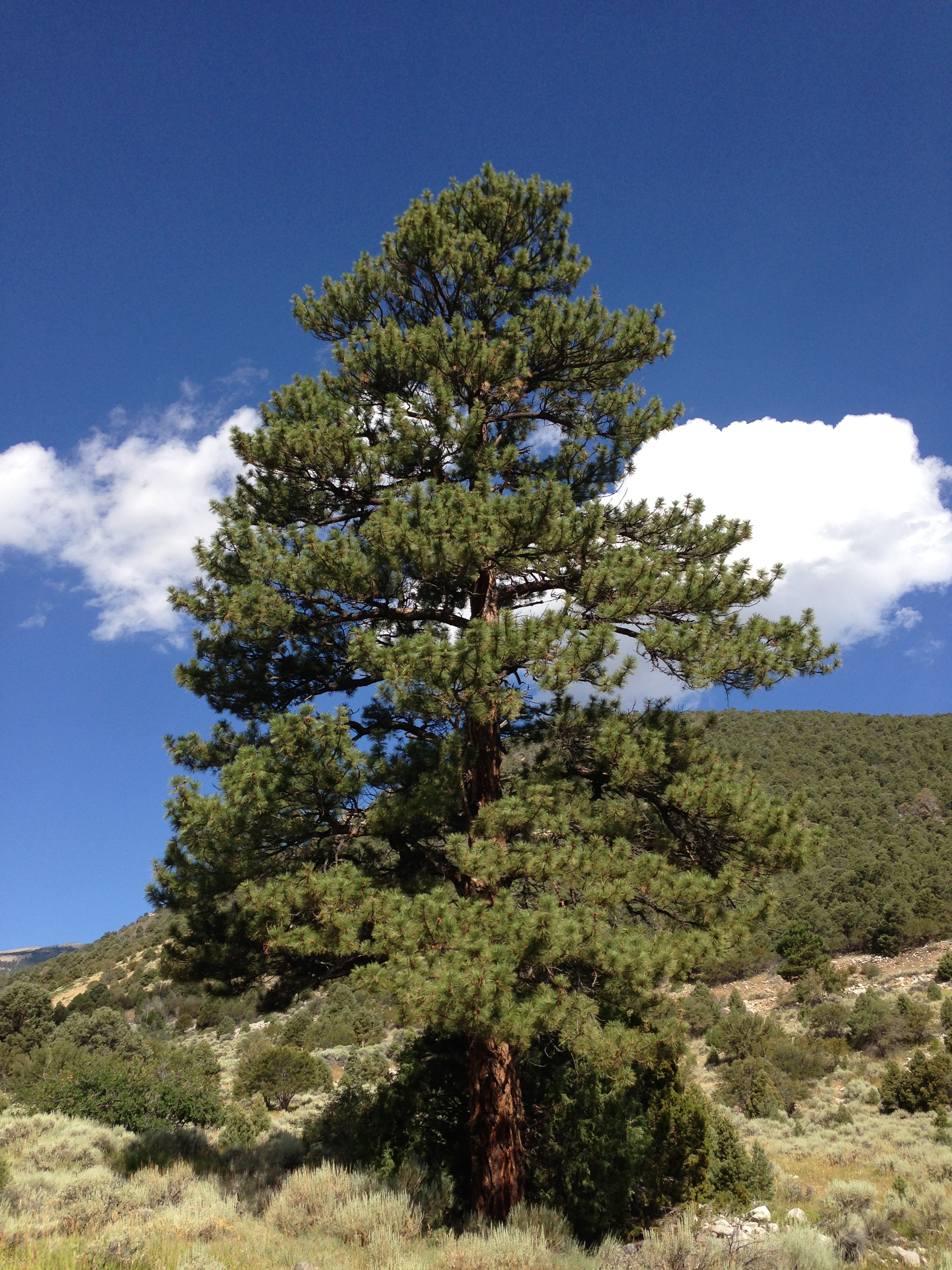 Pinus Ponderosa Medium