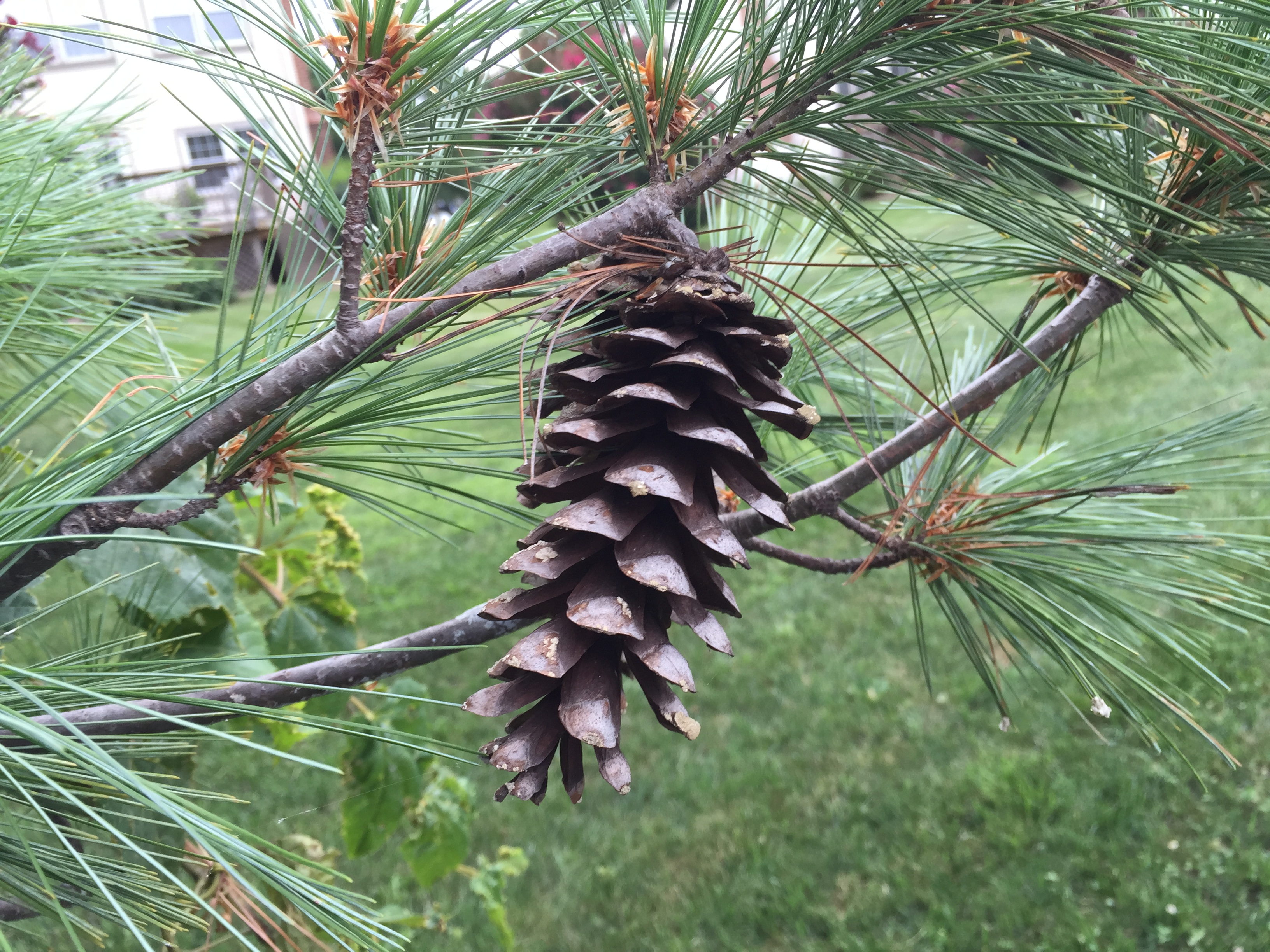 white pine cone