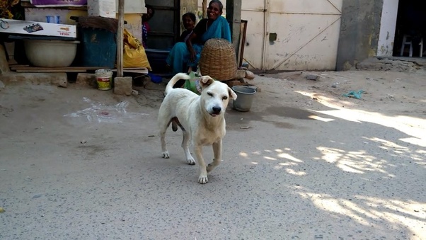 File:20 year old kattai dog surya kattakal pride dog.jpg
