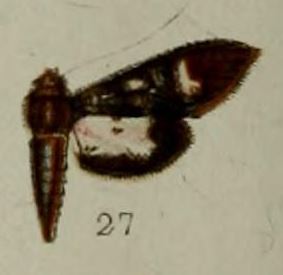 <i>Desmia melaleucalis</i> Species of moth