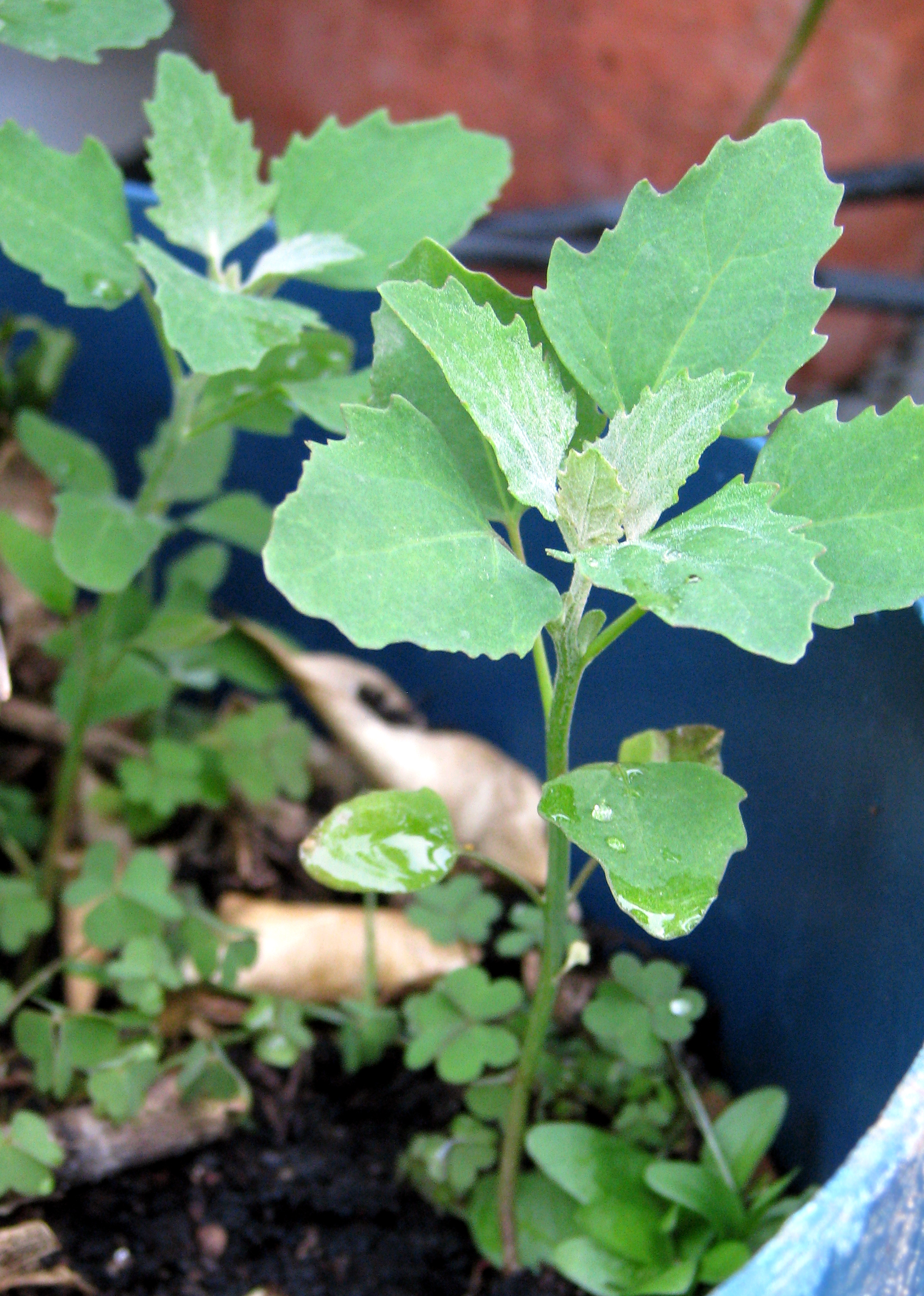 Image of Lamb's Quarter plant