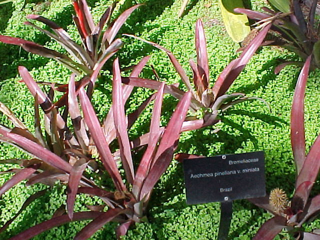 File:Aechmea pineliana minuta (2586198355).jpg