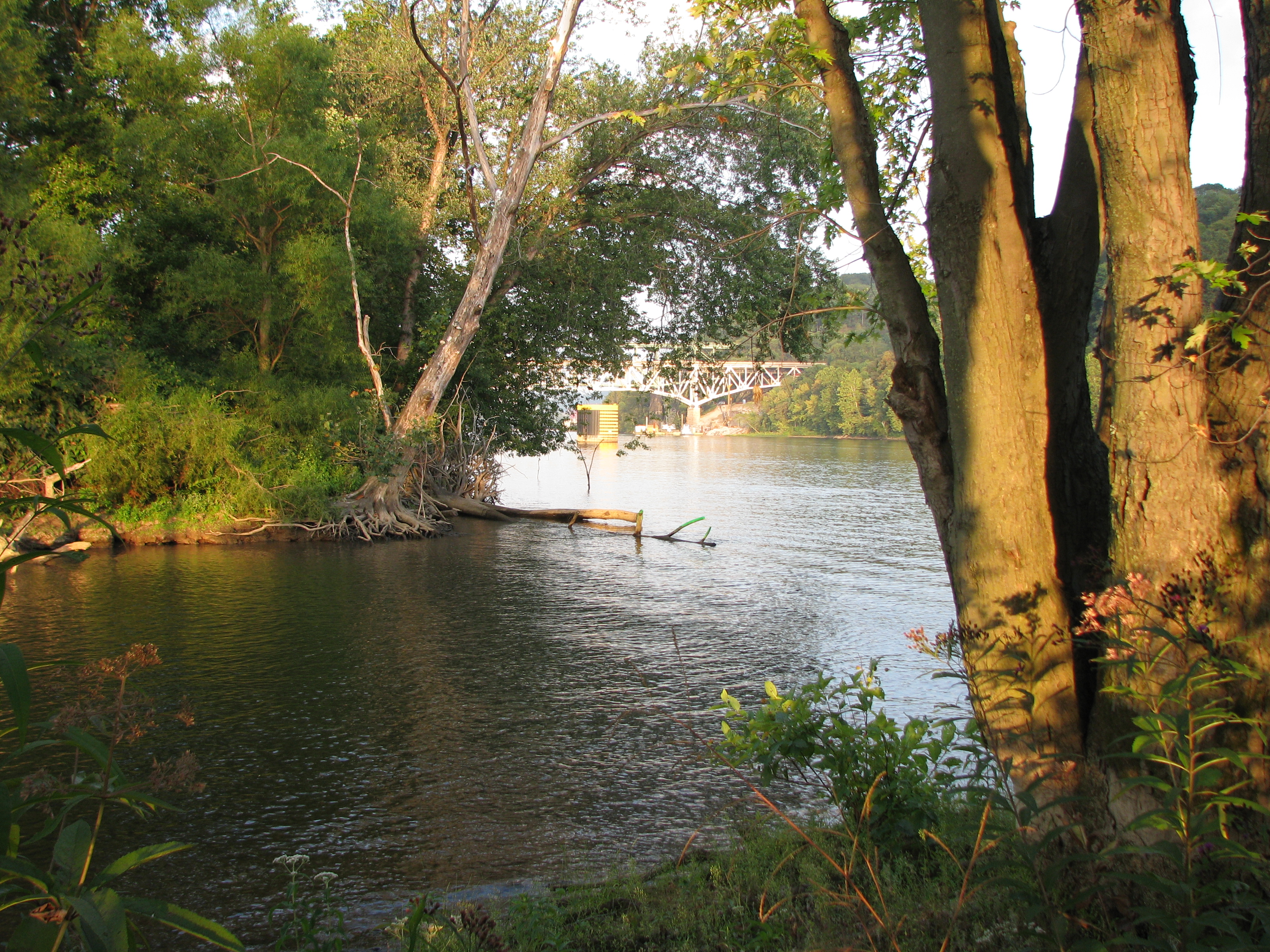 alt=A large body of water between two tree-lined shores, with a bridge in the background.