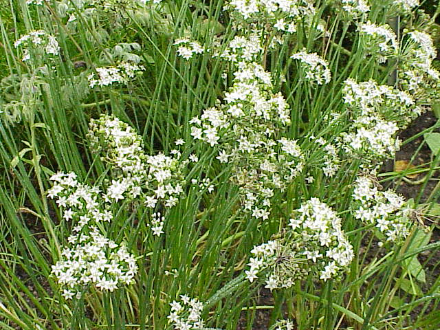 File:Allium tuberosum1.jpg
