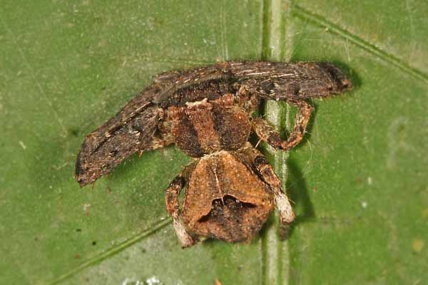 File:Angaeus sp.jpg