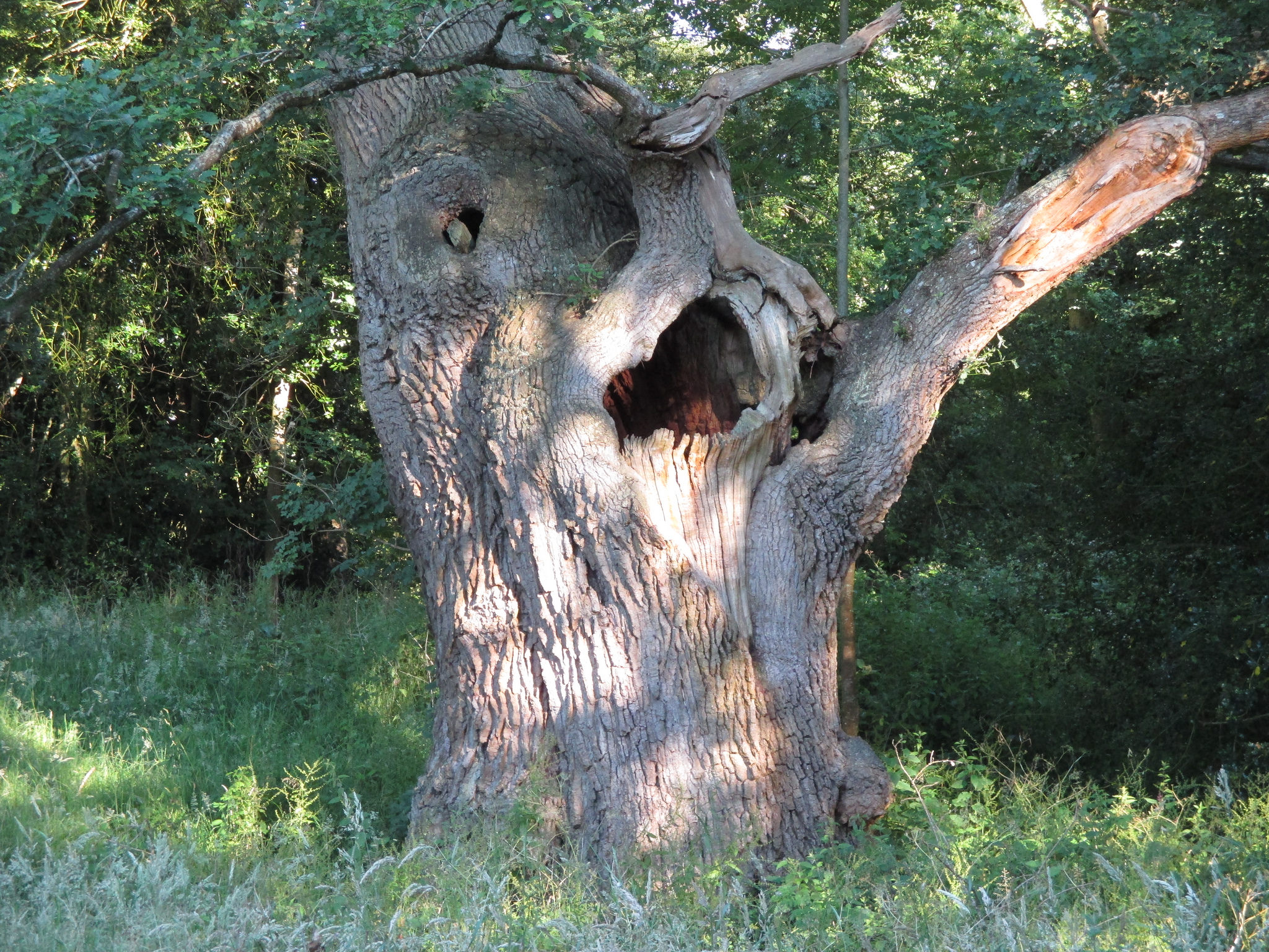 File:Anthropomorphic tree.jpg Commons