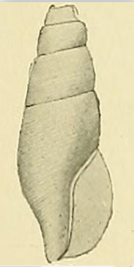 <i>Aoteatilia tenuistriata</i> Species of gastropod