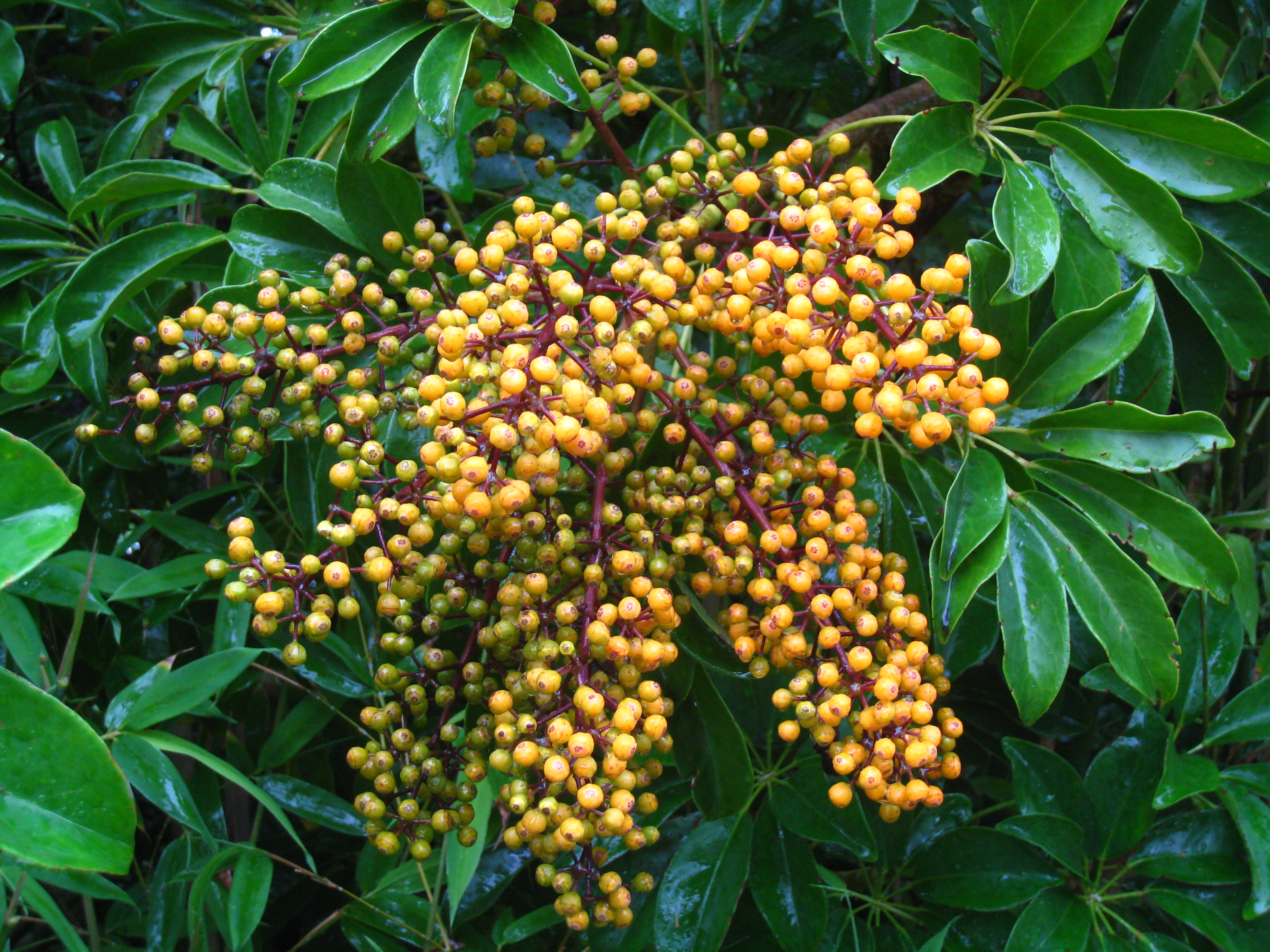 Schefflera Taiwaniana