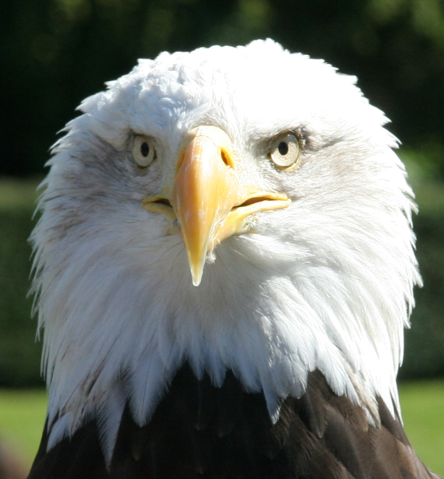 Eagle head