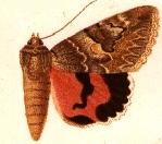 <i>Catocala amabilis</i> Species of moth