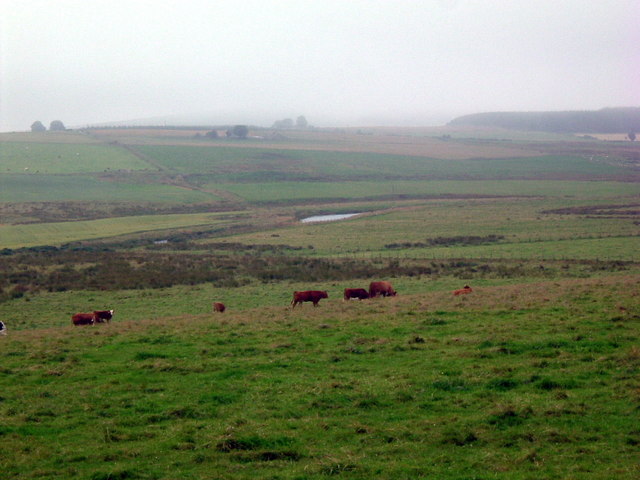 File:Cattle with Thurso river - geograph.org.uk - 544735.jpg