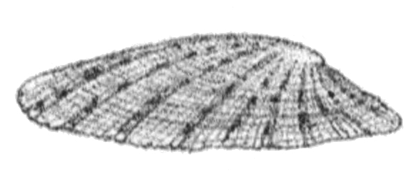 File:Cellana stellifera shell 2.jpg