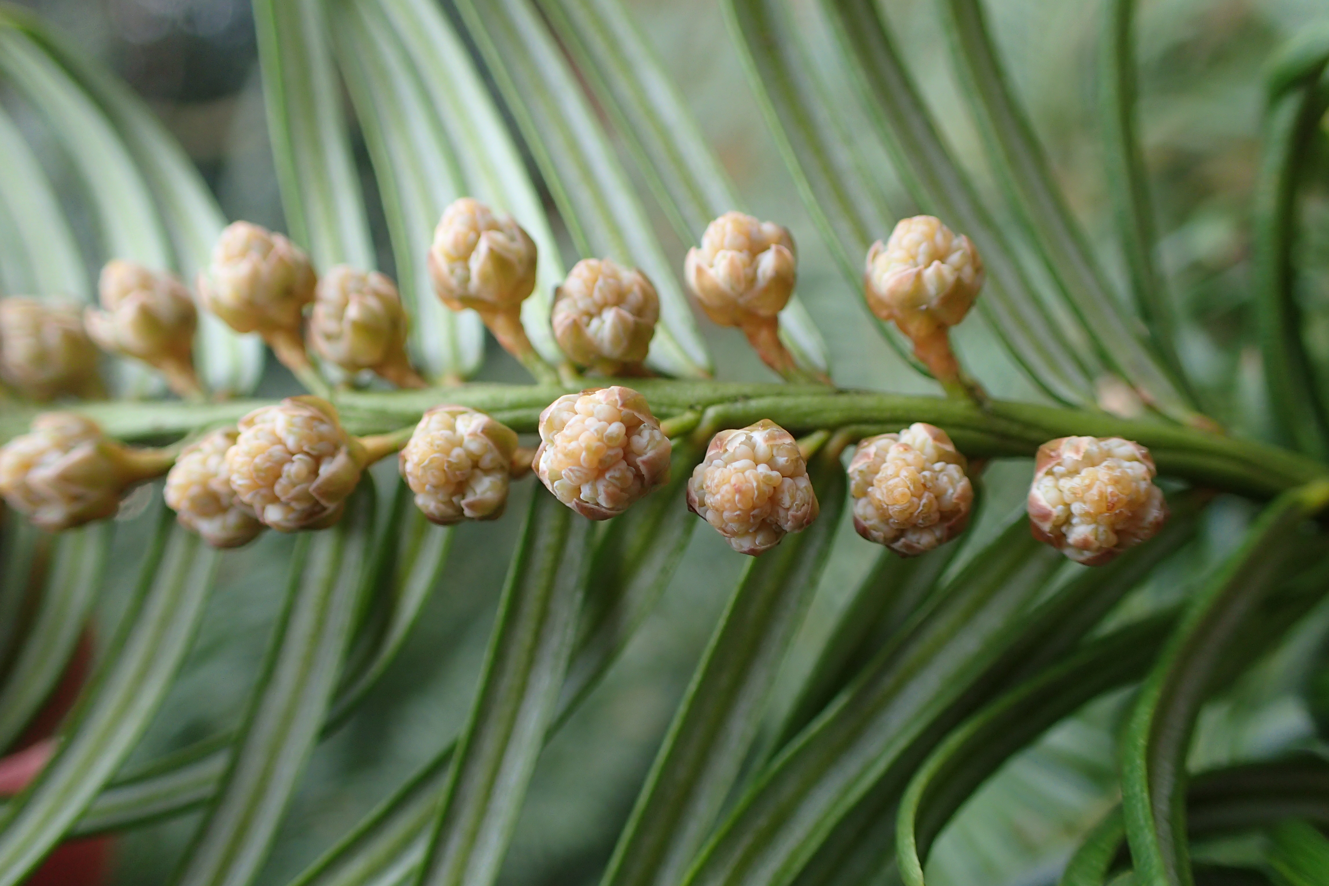 الحديقة النباتية Botanical Garden الجزء الأول المملكة