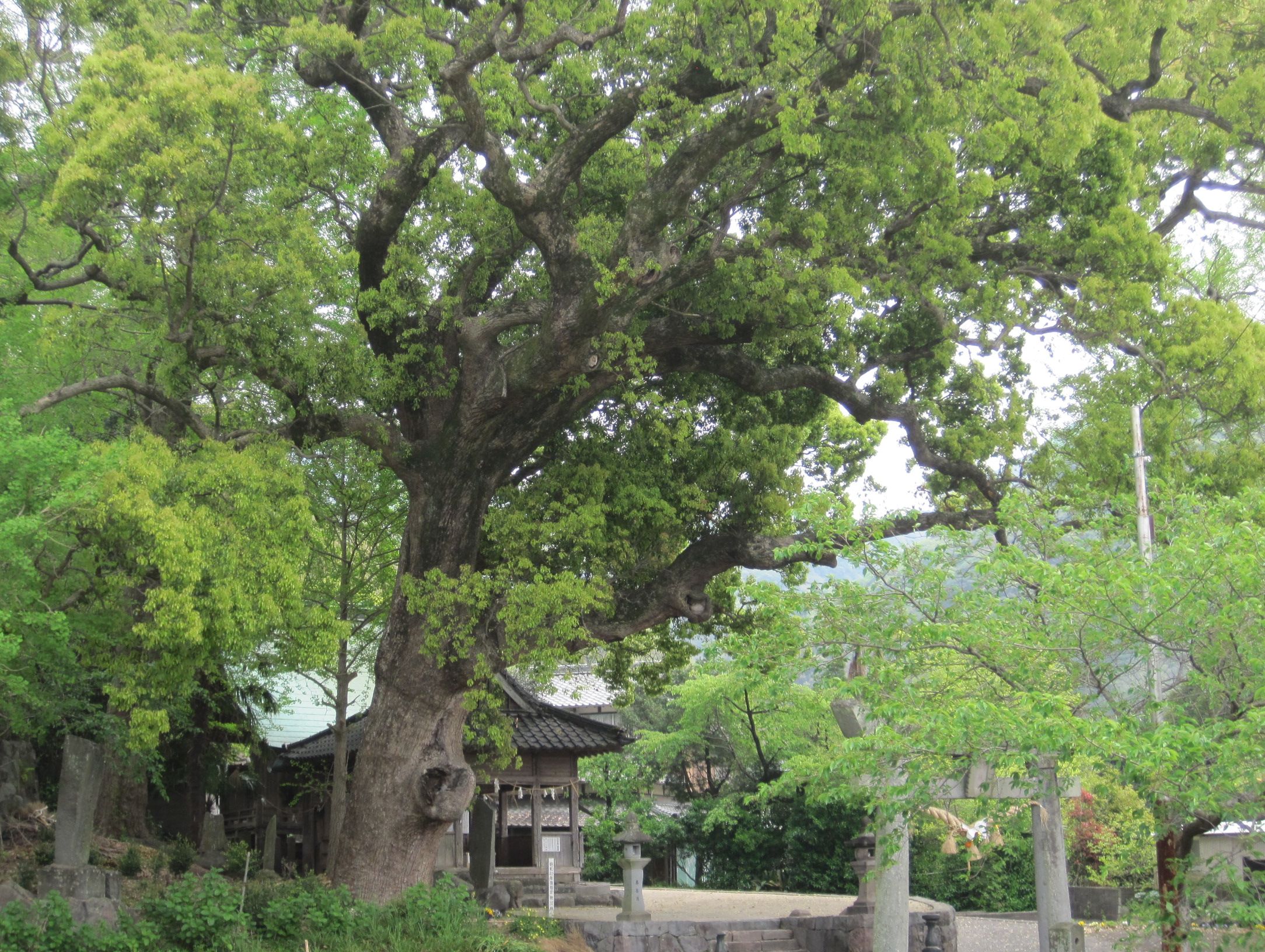 近津鹿島神社