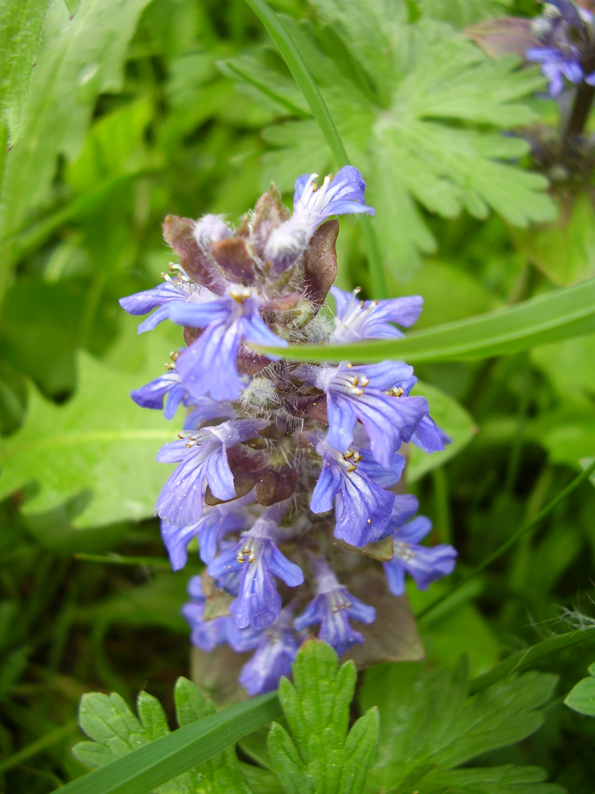 Фото горлянки травы