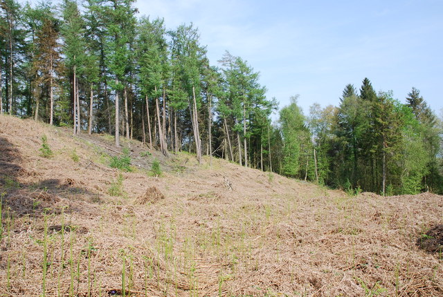 Clearing in Duncliffe Woods - geograph.org.uk - 410864